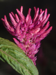 Purple flower blossom in the garden