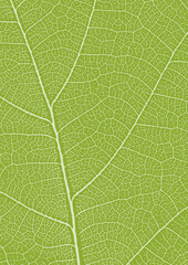 A4 green leaf texture. Leaf veins nature background. Ecology background. Green leaf veins texture.