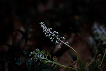 Like bells on a string