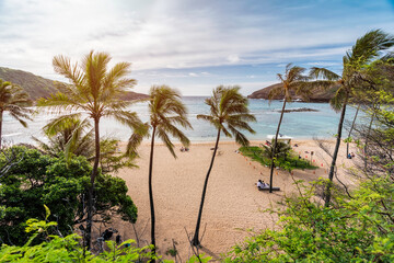 Fototapeta na wymiar Palm trees on Hanauma Bay Beach, Oahu, Hawaii. Light effect applied