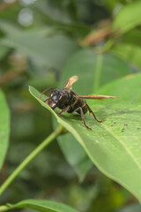 Hornet Insect on the leaf try to find food