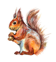 Watercolor sitting squirrel with a nut. Winter animal illustration. - obrazy, fototapety, plakaty