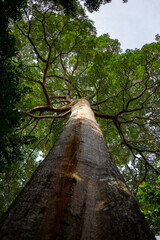 Fototapeta premium Branching out