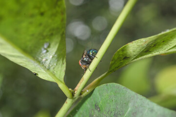 Insect Hornet o the leaf