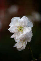 Obraz premium Wispy white flower