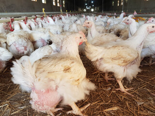 chickens hens  poultry farm many looking feeding