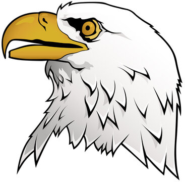 Bald Eagle Portrait Isolated on White Background - Graphic Illustration, Vector