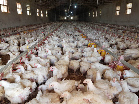 chickens hens  poultry farm many looking feeding