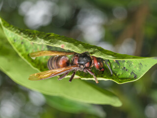 Hornet Insect on the leaf try to find food