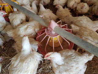 chickens hens  poultry farm many looking feeding