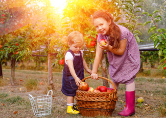Portrait two siblings girls, little toddler and kid with red apples in organic orchard. Happy...