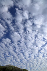 Obraz premium 青空に浮かぶ雲の風景