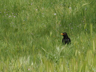 bird in the grass