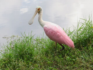 Florida Roseate Spoonbills