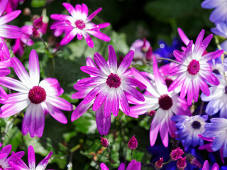 Fototapeta premium Colorful african daisy creates spring-themed background