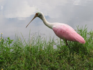 Florida Roseate Spoonbills