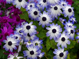  Colorful african daisy creates  spring-themed background