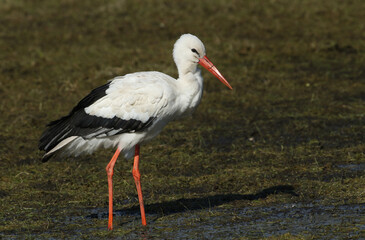 A rare White Stork, Ciconia ciconia, feeding in a flooded field in the UK.	