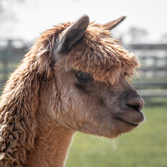 A very close profile portrait of the head and side face of a brown alpaca, Vicugna pacos. It is looking to the right and slightly down.
