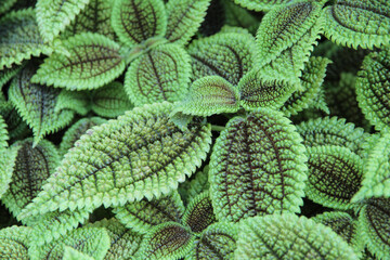 ベゴニアマソニアナ