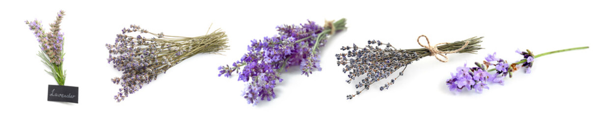 Fresh lavender flowers on white background