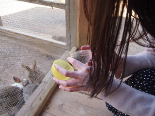 うさぎに餌やりをする女性