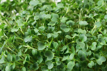 Obraz na płótnie Canvas Beautiful sprouts of microgreens close-up. The concept of a healthy lifestyle, healthy diet and youth.