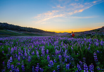 Fototapeta na wymiar Spring Wildflowers in California