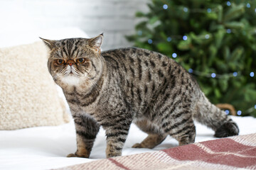 Naklejka na ściany i meble Cute Exotic Shorthair cat at home on Christmas eve
