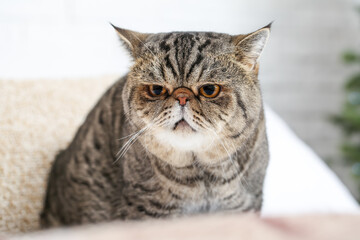 Cute Exotic Shorthair cat at home