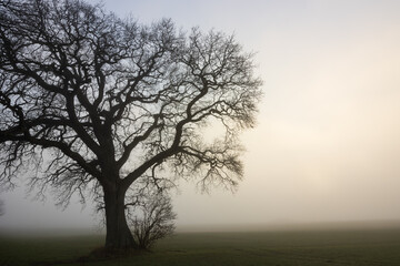 Fototapeta na wymiar bare tree in the fog with sun, tree funeral