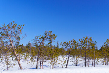 small trees in the snow in the taiga. travel space for copying text