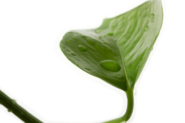 green leaf with water droplet