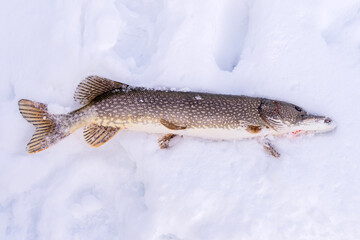 Northern Pike while ice fishing lies on snow in winter