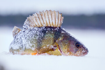 Perch fish close-up in the snow. fresh catch on winter fishing
