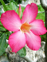 Adenium obesum, Impala Lily, or mock azalea, blooming on green foliage. It's a beautiful pink flower in a lush garden.