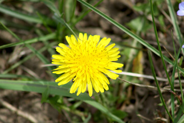 Yellow common dandelion in bloom closeup