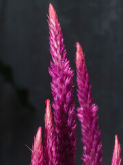 Purple flower blossoms Close-up