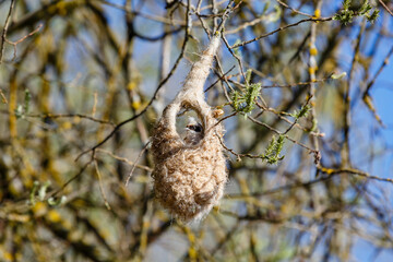 Remiz pendulinus. European penduline tit inside its nest under construction.