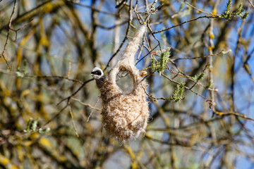 Remiz pendulinus. European penduline tit, observing from its nest under construction.
