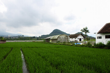 View of rice fields and several houses set in mountains