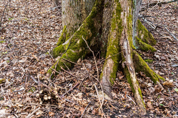 The tree's trunk and roots are covered with moss..