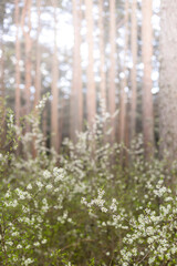 Blurred nature background.