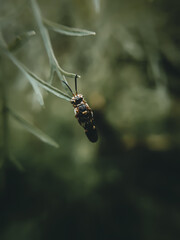spider on a leaf