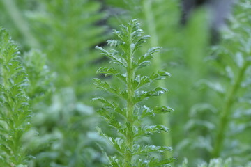 Yarrow leaves on spring garden