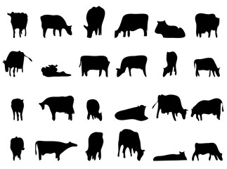 vector cattle silhouettes black on white background. different poses of grazing cows