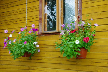 Fototapeta na wymiar Hanging planters with colorful petunias (Lat. Petunia) under the window of a wooden house