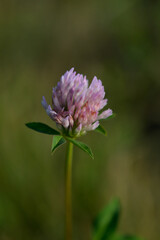 Red clover flover in nature close up, macro