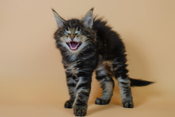 Obraz premium Funny little cute kitten smiling. Joke and humor concept