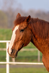 brązowy koń białą plamą na głowie na wybiegu